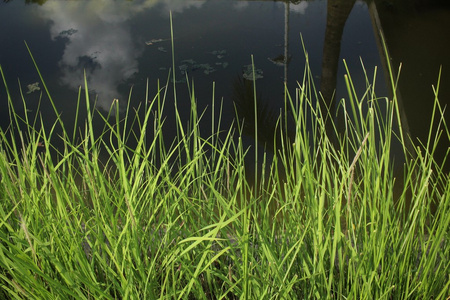 Vetiver