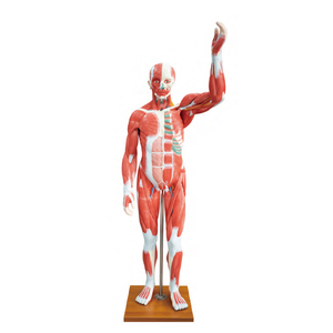 Medical Science Educational Teaching 80CM <strong>Human</strong> Male Muscle Model 27 Parts <strong>Human</strong> Bone Anatomy Model - Product Image 1