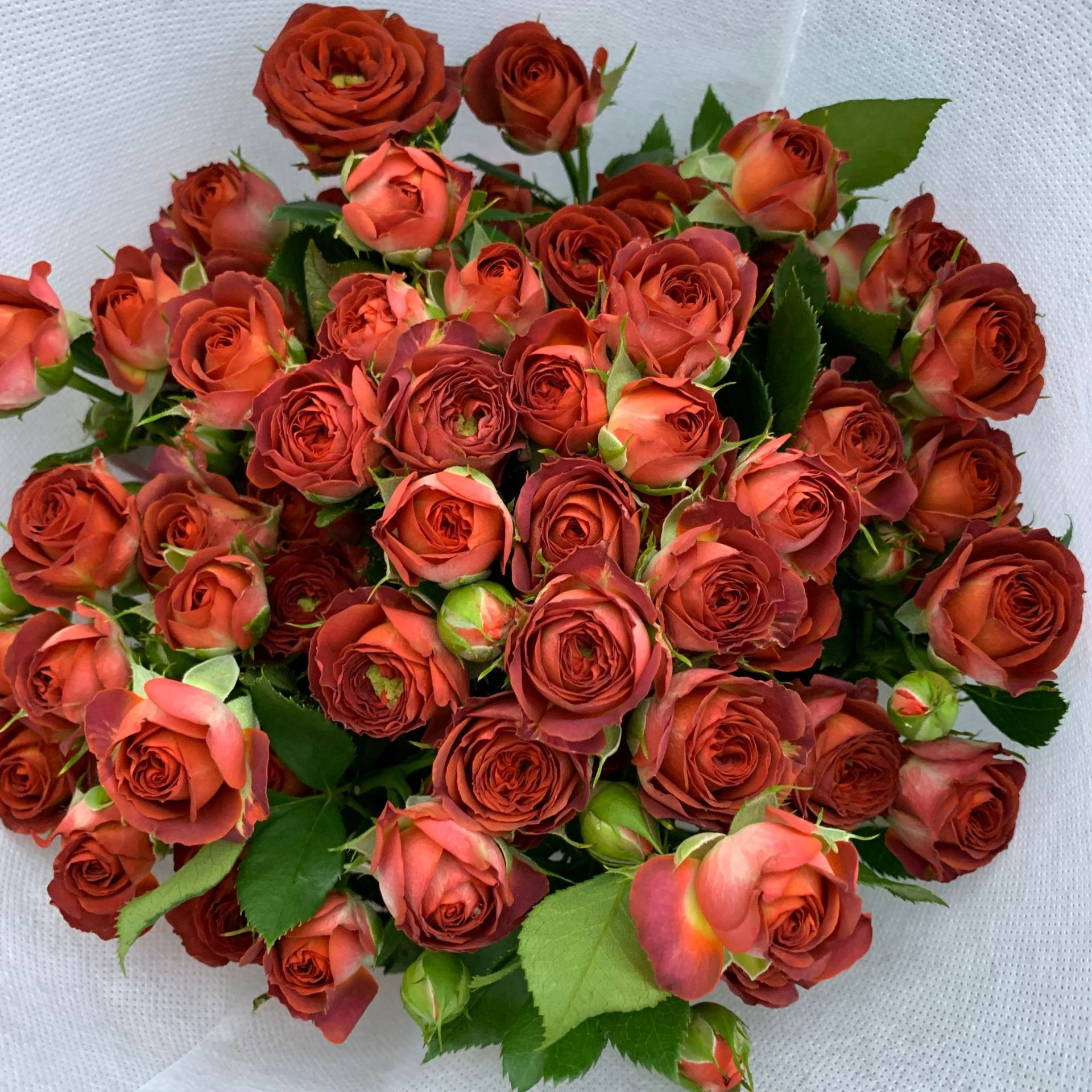 Chocolate bubble multi-head rose-10 sticks
