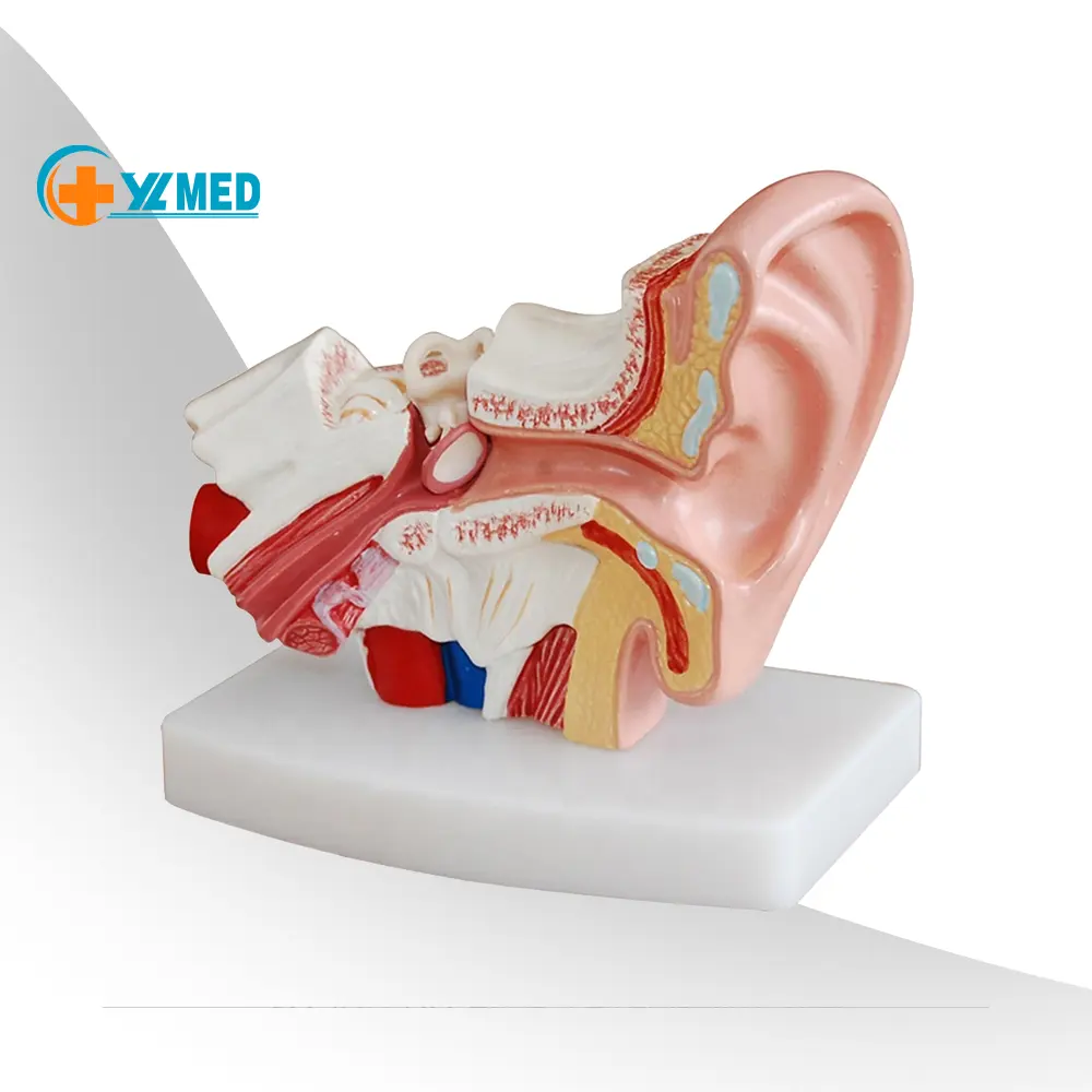 Modelo de anatomía humana de buena calidad para la ciencia médica, modelo de visualización de la oreja humana 1,5 veces con oreja interna externa