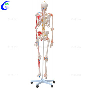 Mecan tıbbi % Model beyin İnsan eğitim bilimleri anatomisi modelleri sinirlerle çıkarılabilir iskelet modeli - Product Image 5