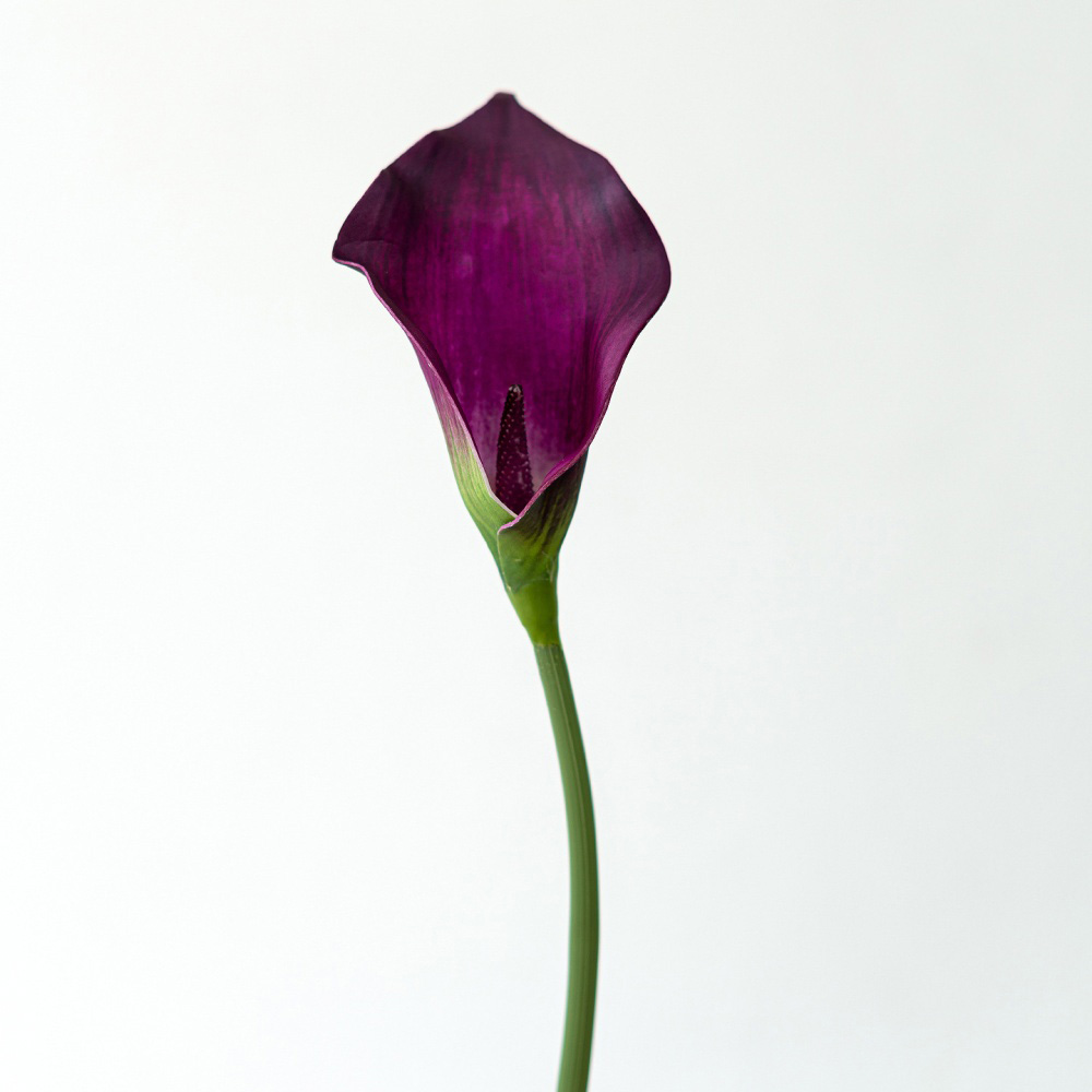 3# rouge violet