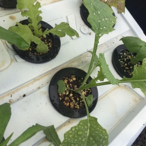 <strong>Net</strong> Cup <strong>Mesh</strong> <strong>Pot</strong> for Hydroponic System Plastic Chineses Factory Direct Shipping Hydroponics Growing - Product Image 2