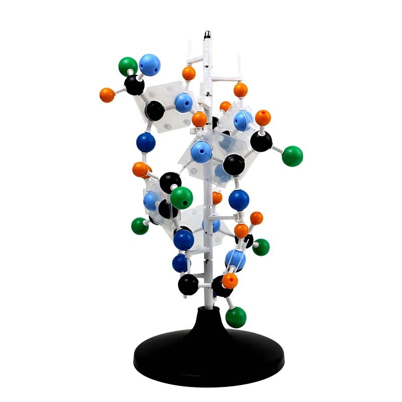 Modèle de structure protéique QH3212-2A (Modèle de structure secondaire des protéines)