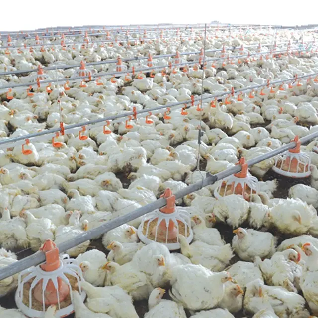 Equipo moderno de alta calidad para parrilla, diseño de cobertizo de aves de corral, granja de pollos