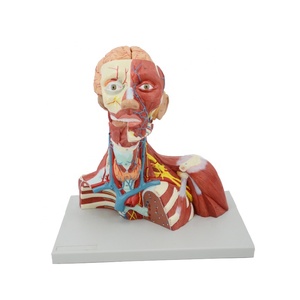 Muscoli della testa del viso umano struttura superficiale del collo cervello modello anatomico materiale didattico scienze mediche insegnare - Product Image 1