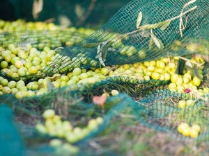 6*12 5*<strong>10</strong> 6*3 HDPE Monofilament Anti Hail Olive <strong>Net</strong> with Green Color Harvest Netting - Product Image 5