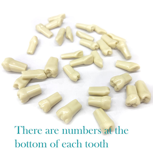 Con người giải phẫu Mô Hình thay thế AG3 frasaco typodont răng mô hình răng thực tế giả Nha khoa Răng mô hình - Product Image 6