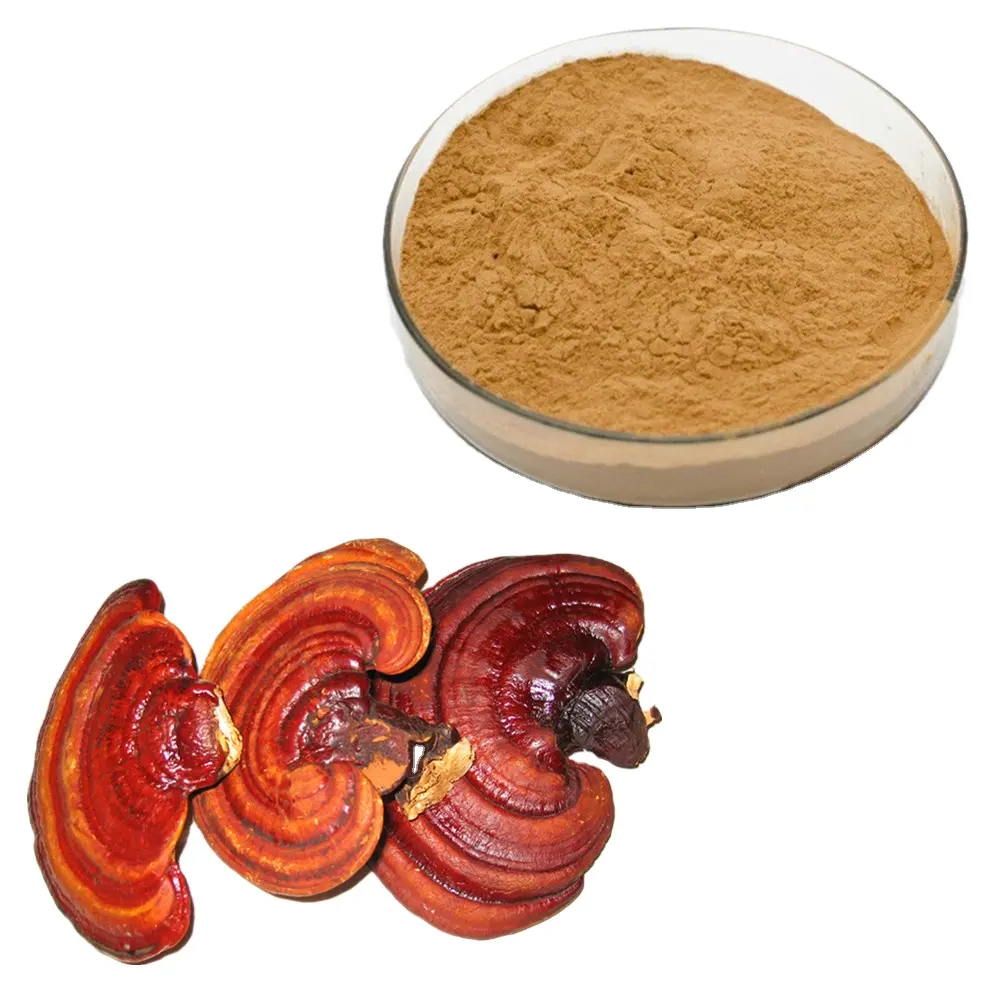 Hochwertiger China Herbal Bio Cordy ceps Sinensis Reishi Pilz sporen Lucid Ganoderma Extrakt