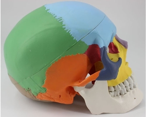 Life-Size <strong>3</strong>-Part Colorful <strong>Human</strong> Adult Head Anatomy Skull Model for Medical School Classes for Teaching Purpose - Product Image 3