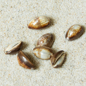 Natural Snake Head Cowrie Shells Specimen Collectibles 2.2-3.2 cm Conch Snail Seashells Nautical Beach Home Decor - Product Image 4