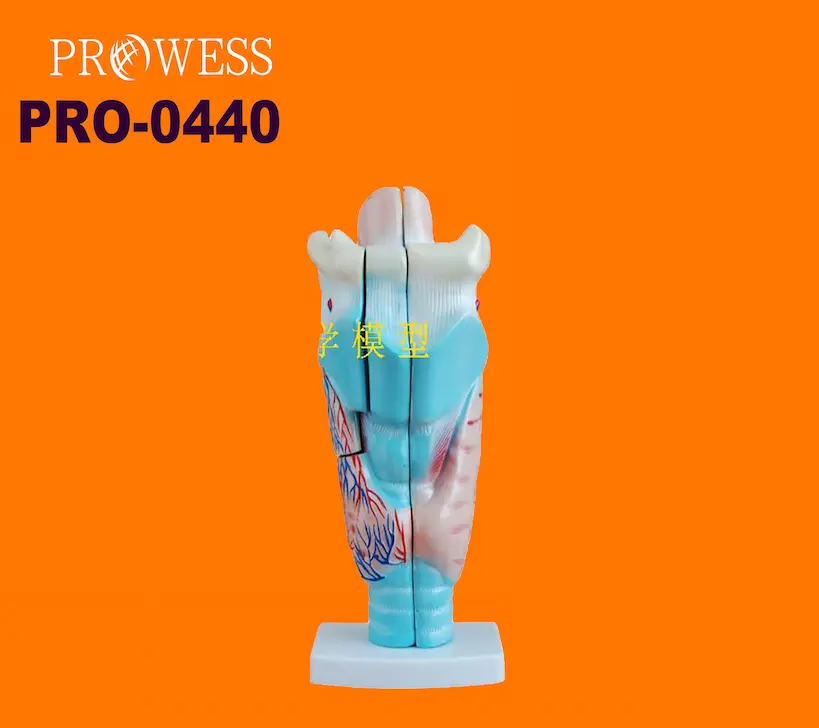 PRO-0440 High Quality Human Larynx Laryngeal anatomical model 3 parts 3 times enlarged View larger image Anatomical model