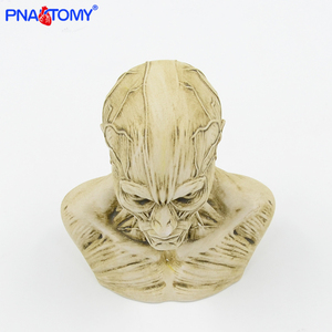 Mini insan kafası modeli kasları - Product Image 5