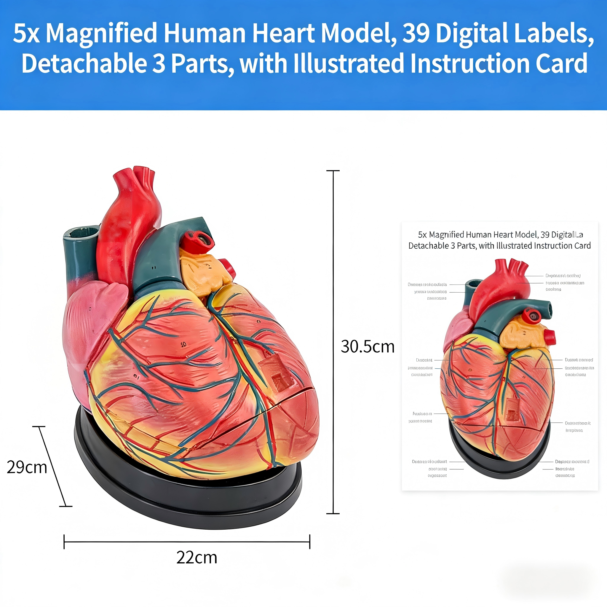 Modelo de corazón humano ampliado 5X (3 partes)