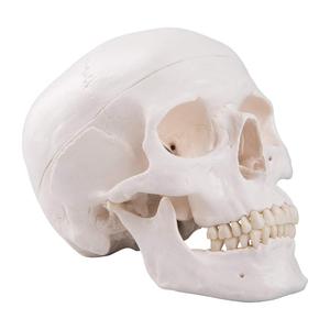 PVC <strong>Human</strong> Skull Anatomy Model - <strong>3</strong> Part Life Size Anatomically Correct , Skull Cap with External and Interior Structures - Product Image 1