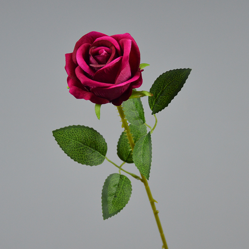 rose red