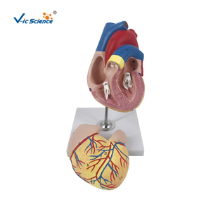 3x Life-Size <strong>3</strong>-Part PVC <strong>Human</strong> Heart Anatomy Model Medical Science Skeleton Model for Schools