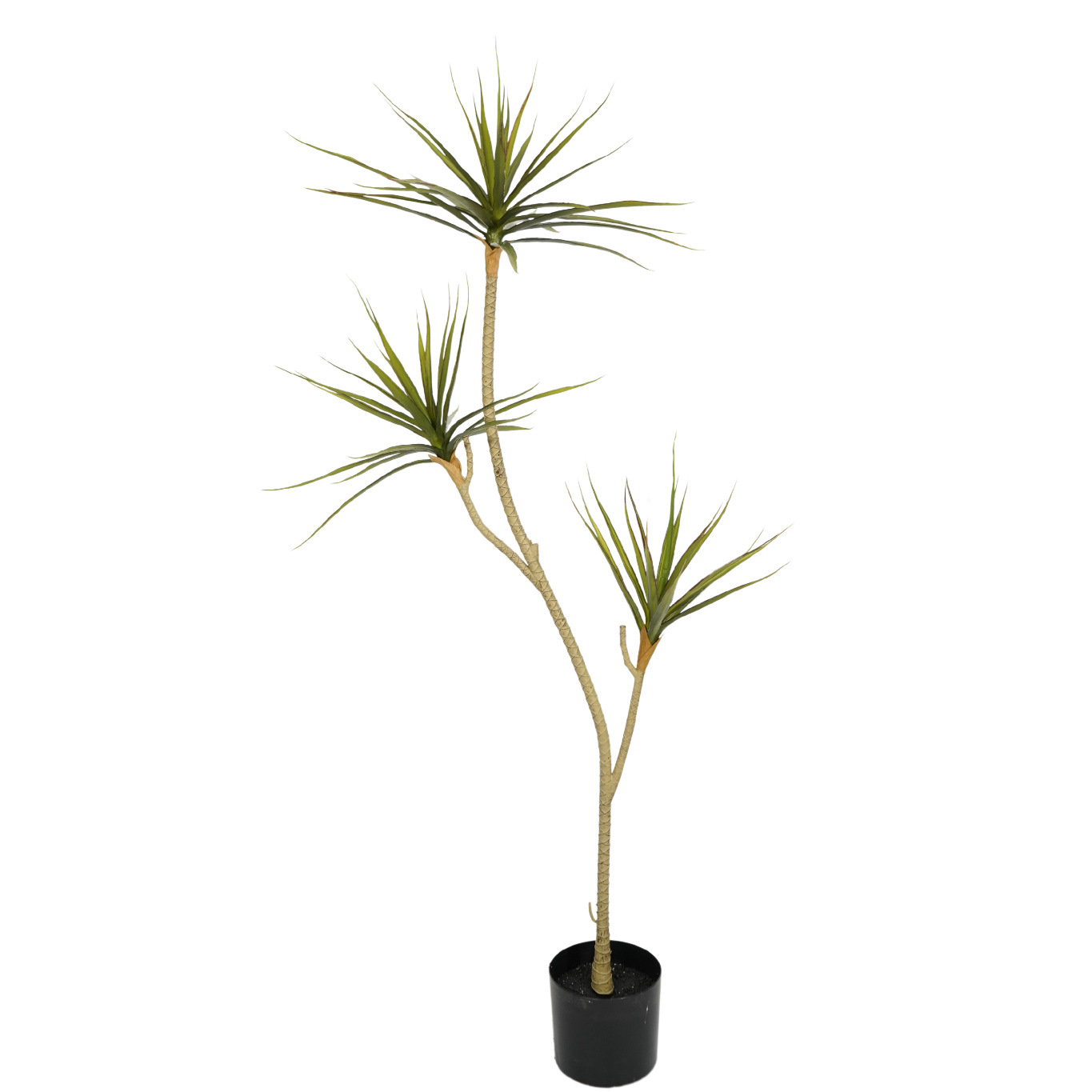 Dragonnier de 142 cm de haut-3 tiges-63 feuilles