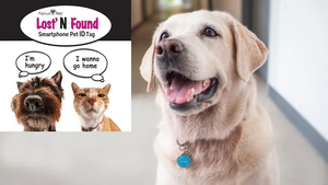 RFID NFC findet haustier hund tier tag anti-verloren pet QR Code 213 Epoxy tag für Dog Cat - Product Image 6