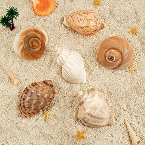 6PCS Large Hermit Crab <strong>Shells</strong> Natural Sea Conch Size 3&quot; - 3.5&quot; Opening Size 1.5&quot; - 2.5&quot; Turbo Seashells - Product Image 4