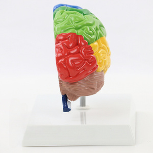 Cervello destro modello anatomico 1:1 cervello destro Area funzionale modello anatomico del cervello adatto per l'apprendimento dell'insegnamento medico - Product Image 2