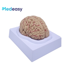 脑模型，脑解剖模型，脑干模型，脑结构模型神经学 - Product Image 2