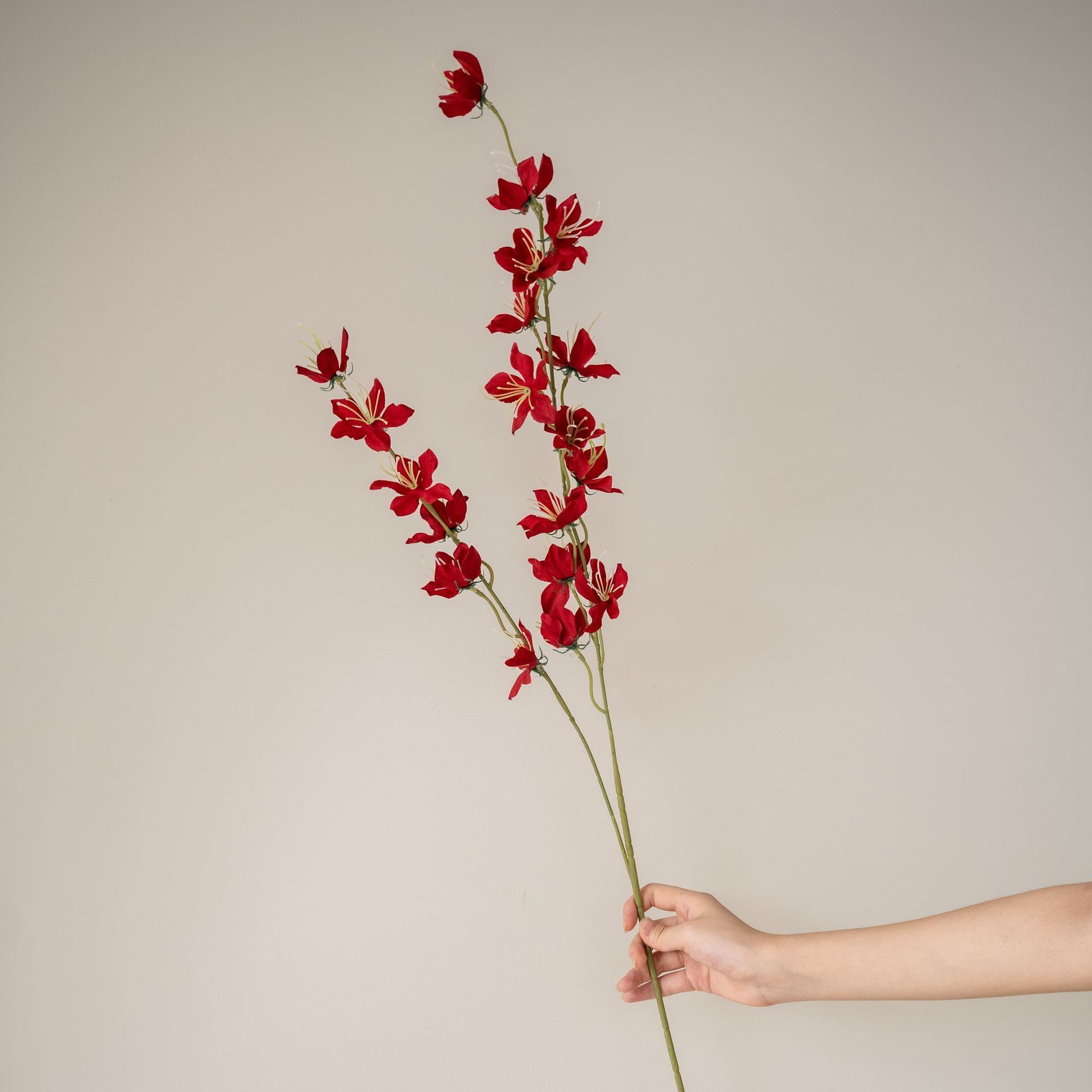 Fleur de pluie rouge (Zephyranthes purpurea) Tige unique