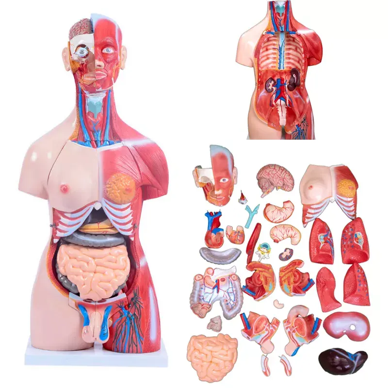 Entrenamiento de enfermería ciencia 42cm anatomía medio cuerpo maniquí masculino 85cm/23 partes ambos sexos anatómico silicona Torso modelo