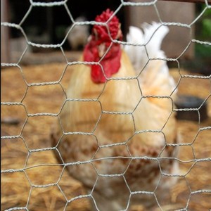 3/4&quot; 1&quot; 1/2&quot; 2&quot; Electro Galvanized /rabbit <strong>Netting</strong>/<strong>hexagonal</strong> <strong>Mesh</strong>/chicken <strong>Wire</strong> - Product Image 4