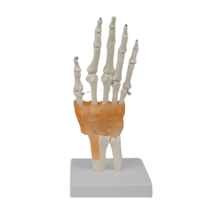 Functional PVC Hand Joint Model Human Skeletal Teaching Manikin for <strong>Medical</strong> Science Training <strong>in</strong> Schools and Hospitals - Product Image 4