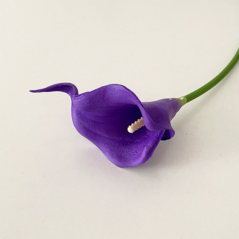 Pourpre
