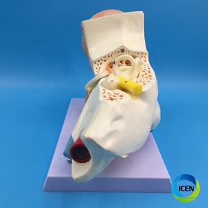 IN-M4 insan kulak modeli anatomi modeli kulak anatomik iç dış orta iç insan kulak modeli - Product Image 4