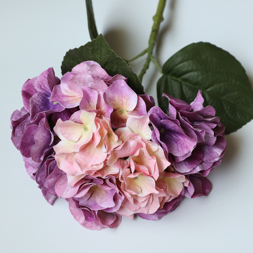 Rosa Morado