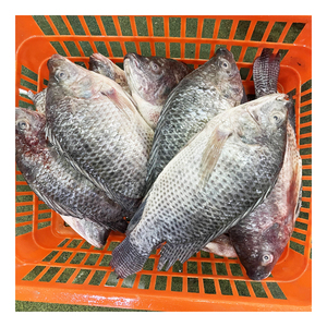 天然海鲜冷冻活罗非鱼材料淡水罗非鱼全圆鱼黑色罗非鱼供应稳定