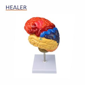 医学院使用的人体器官彩色PVC脑解剖模型 - Product Image 3