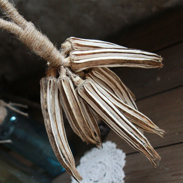 ไม้เสียบกระเจี๊ยบ