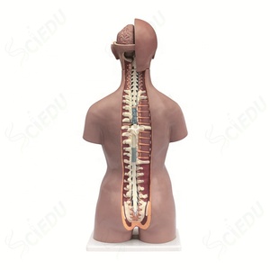Advanced PVC Biology Dual - Sex Open <strong>Back</strong> Exposes Muscular Layers <strong>Human</strong> Male and Female Torso Model - Product Image 3