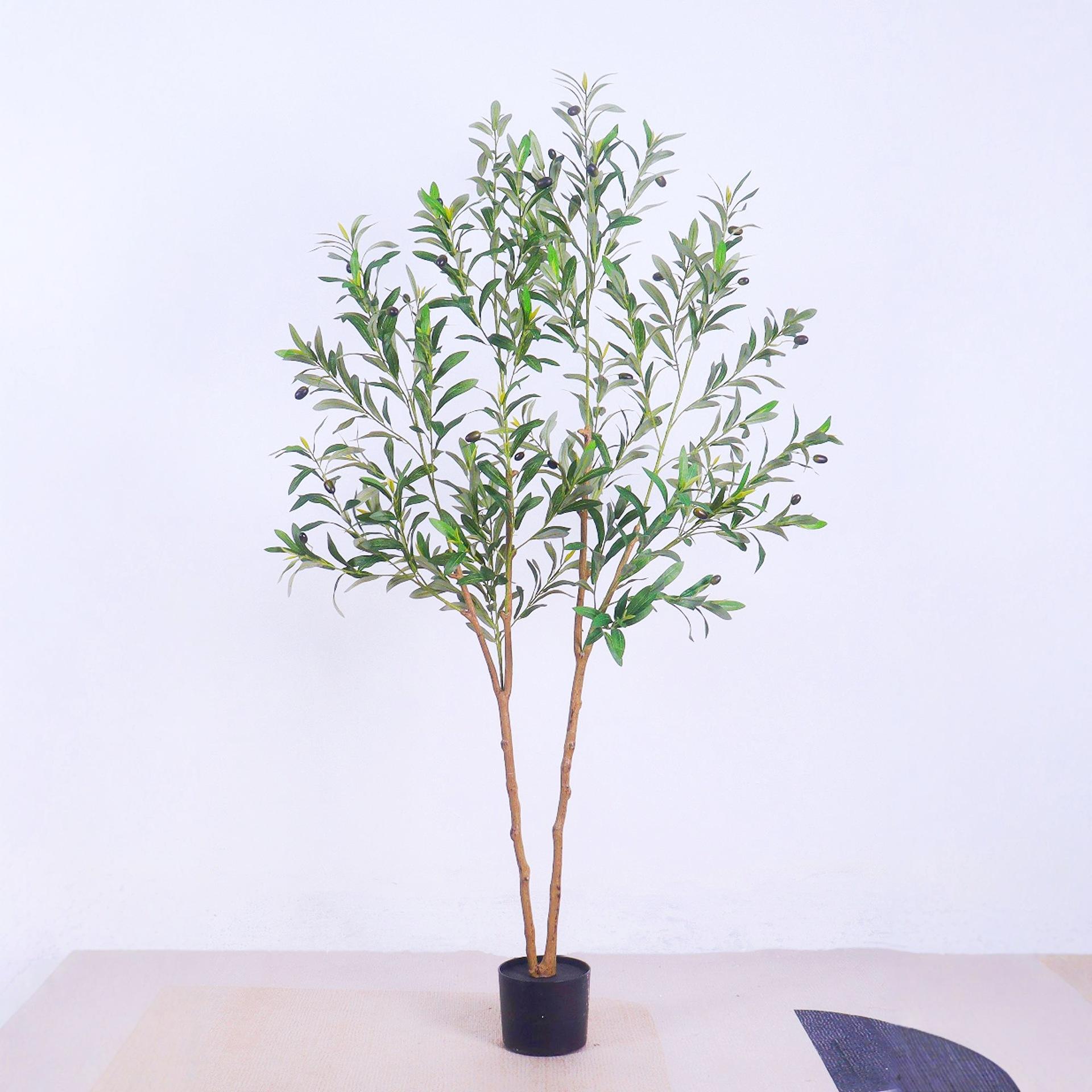 1,5 m d'olivier de forme spéciale (pot en plastique noir)