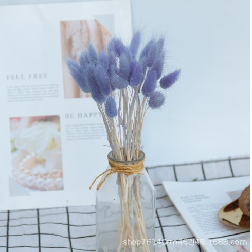 Pourpre