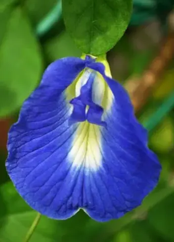 Extrato de flor de ervilha de borboleta pura orgânica em pó de flor de ervilha de borboleta natural