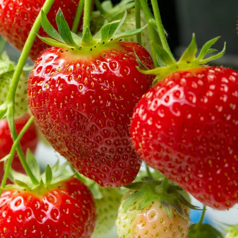 Extrato de morango/extrato de morango/extrato natural de morango de morangos liofilizados