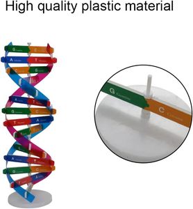 DNA modeli çift sarmal modeli bileşen İnsan genleri DNA moleküler kiti yaratıcı çift Spiral bilim için Model birleştirin - Product Image 3