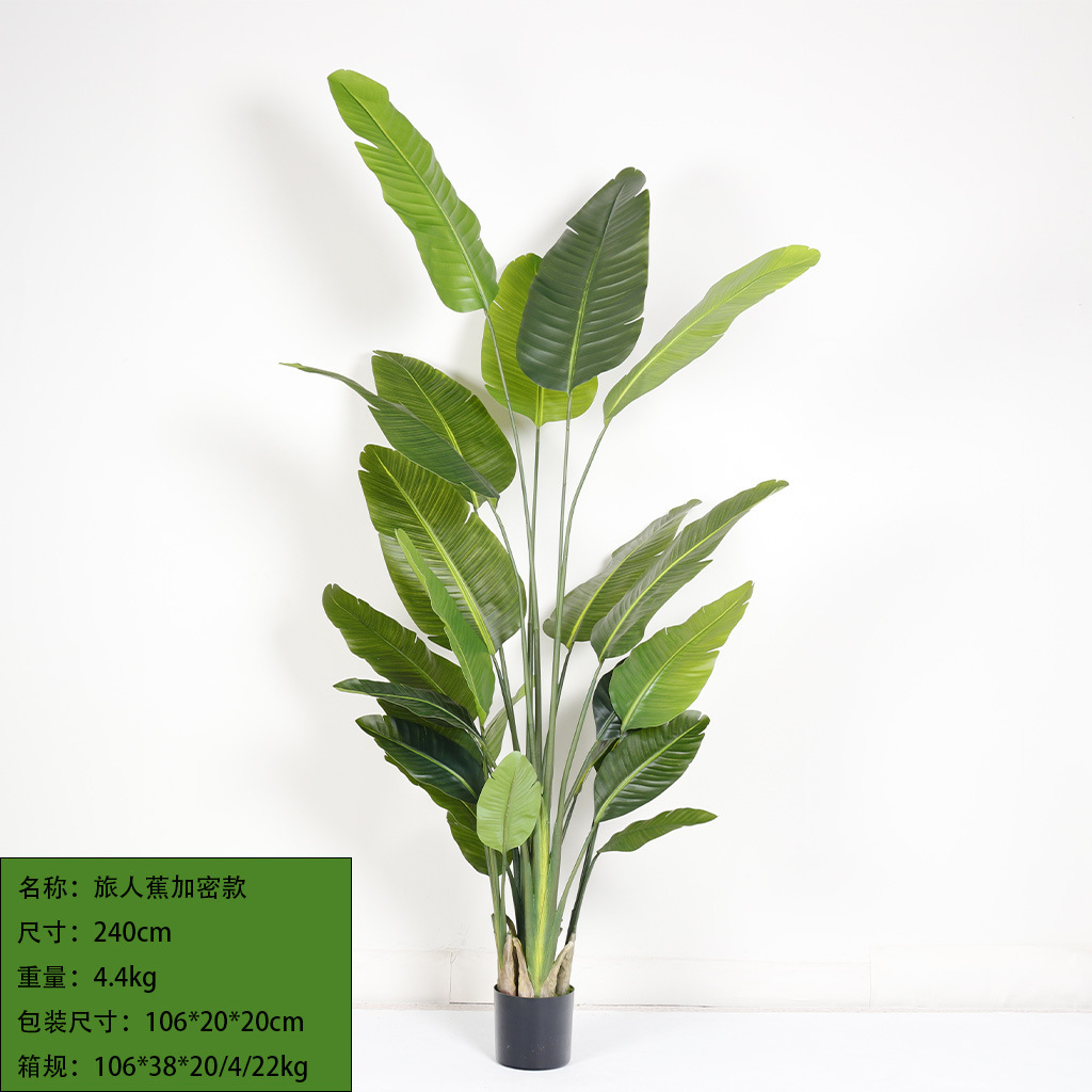 Cryptanthus 240cm