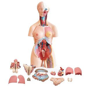 2 in 1 Unisex insan gövde 23 parça insan anatomisi modeli ile iskelet tıbbi anatomi eğitim öğretim aracı - Product Image 1