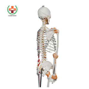 SY-N021 Trường Y Tế Tiên Tiến Cơ Thể Con Người Skeleton Mô Hình Với Mạch Máu - Product Image 5