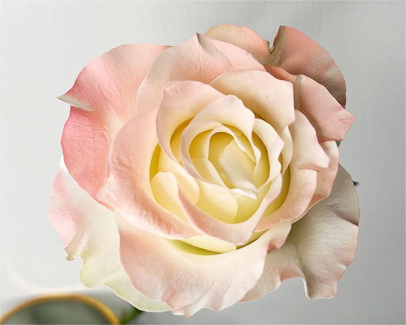 15- Rose Powder 450ml