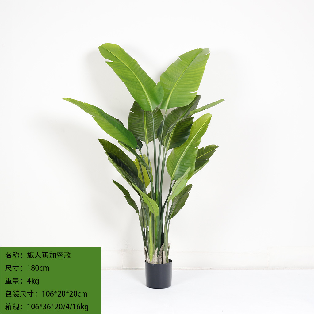 Cryptanthus 180cm