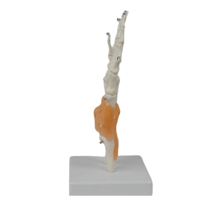 Functional PVC Hand Joint Model Human Skeletal Teaching Manikin for <strong>Medical</strong> Science Training <strong>in</strong> Schools and Hospitals - Product Image 6