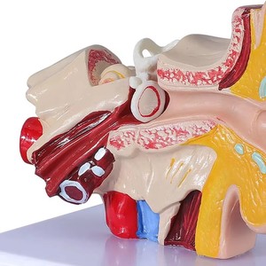 Ciencia tipo anatómico simulación de oído humano modelo de escritorio 1.5X - Product Image 2