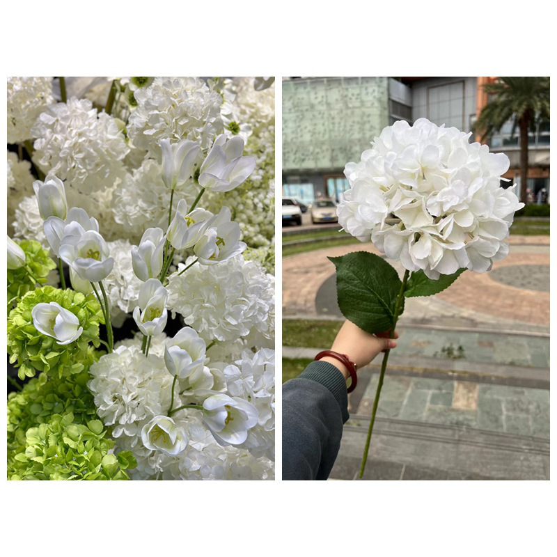 Hortensia francesa blanca de una sola cabeza grande